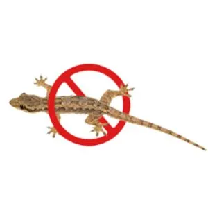 Lizard Pest Control Services