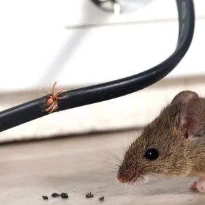 Mice Pest Control