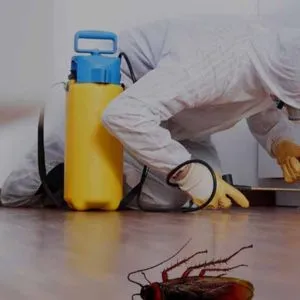 Professional Cockroach Control Services