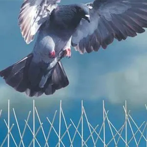 Birds Pest Control Solution