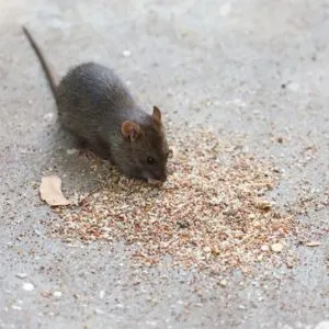 Rodent And Rat Control