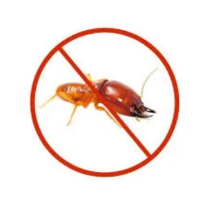 Best Quality Termite Control Service