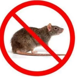 Rats And Mice Control Services