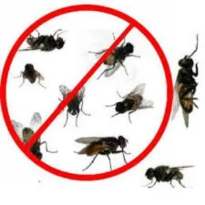 Flies Pest Control Service