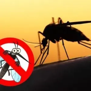 Mosquito Control Services