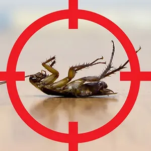 Cockroach Control