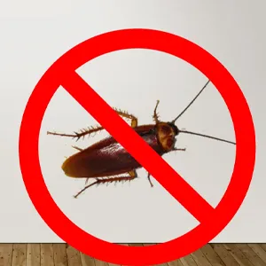 Cockroach Prevention