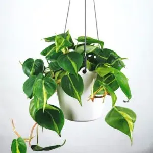 Artificial Potted Plant